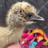gypsy-shoals-farm-blonde-emu-chicks-rare-blonde-emus