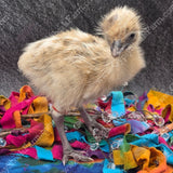 gypsy-shoals-farm-blonde-emu-chicks-rare-color