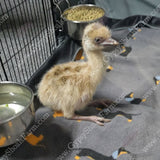 gypsy-shoals-farm-blonde-emu-chicks-usa-emu-farm