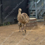 gypsy-shoals-farm-blonde-emu-chicks-young-emu-birds