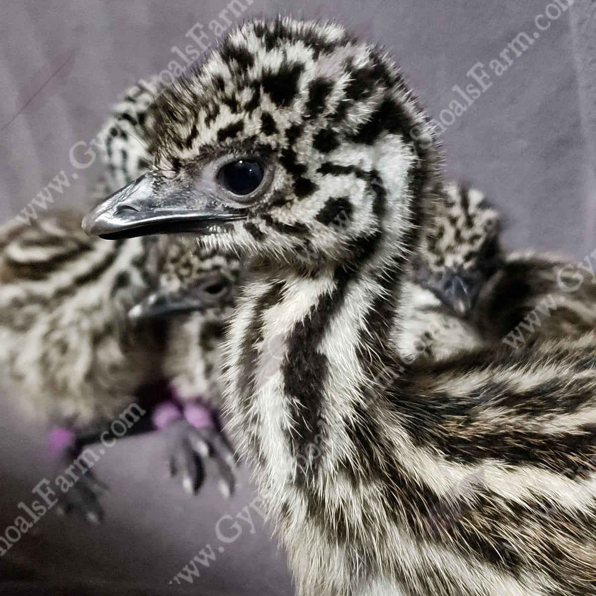 Emu Fertilized Hatching Eggs | Gypsy Shoals Farm