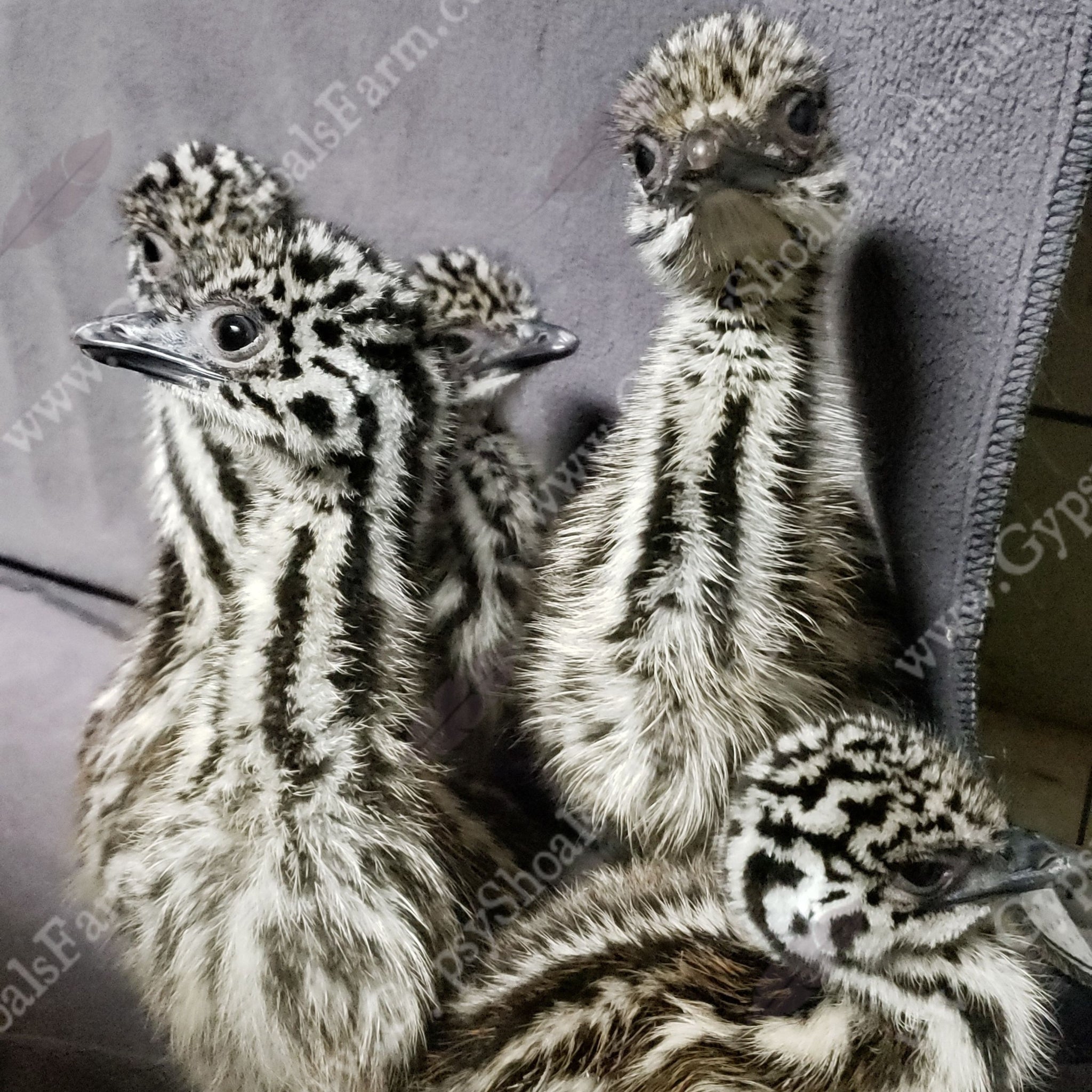 Emu Chicks for Sale | Gypsy Shoals Farm