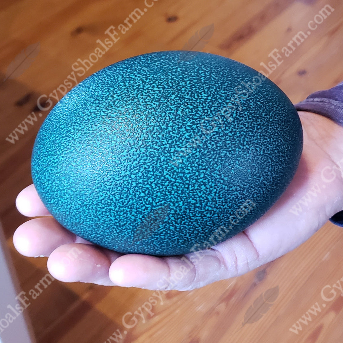 Emu Fertilized Hatching Eggs Gypsy Shoals Farm