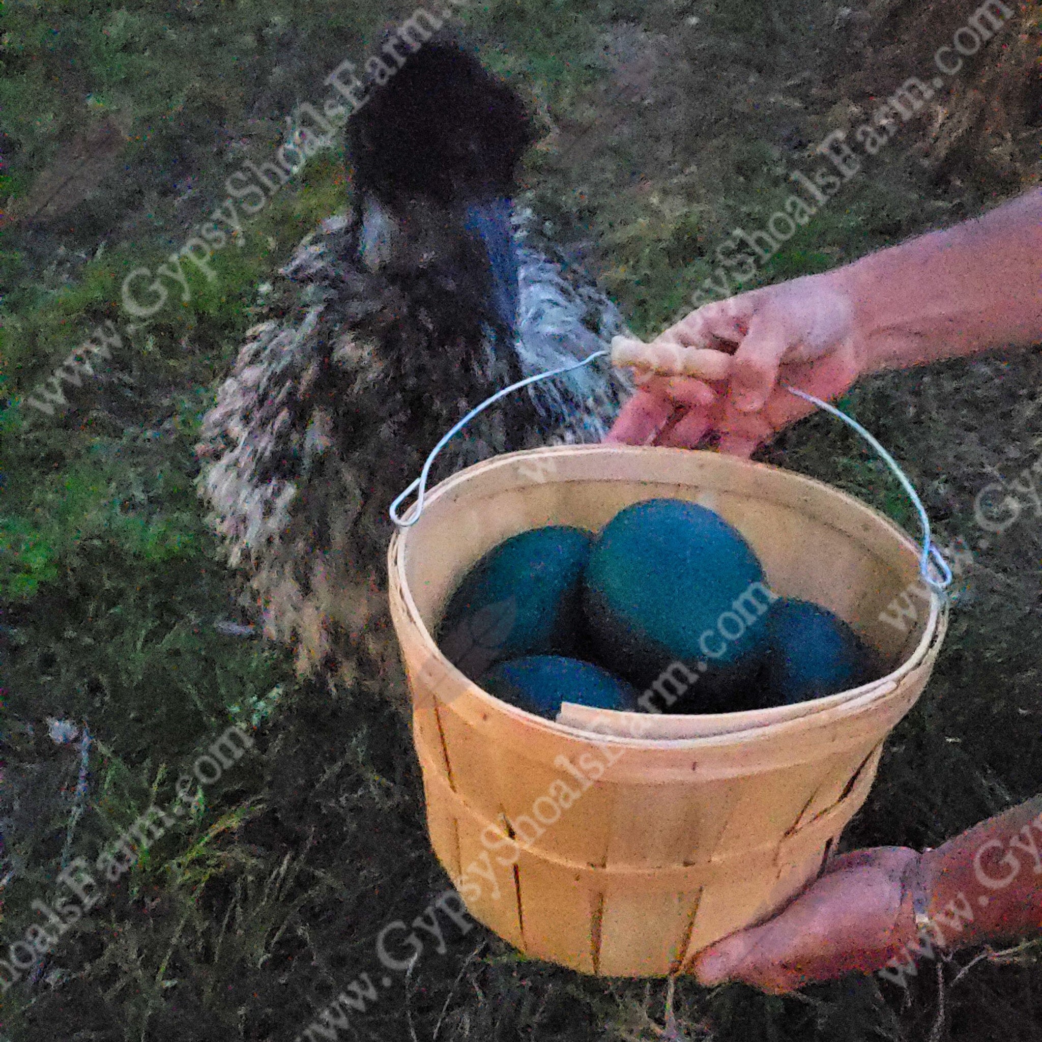 Emu Fertilized Hatching Eggs Gypsy Shoals Farm