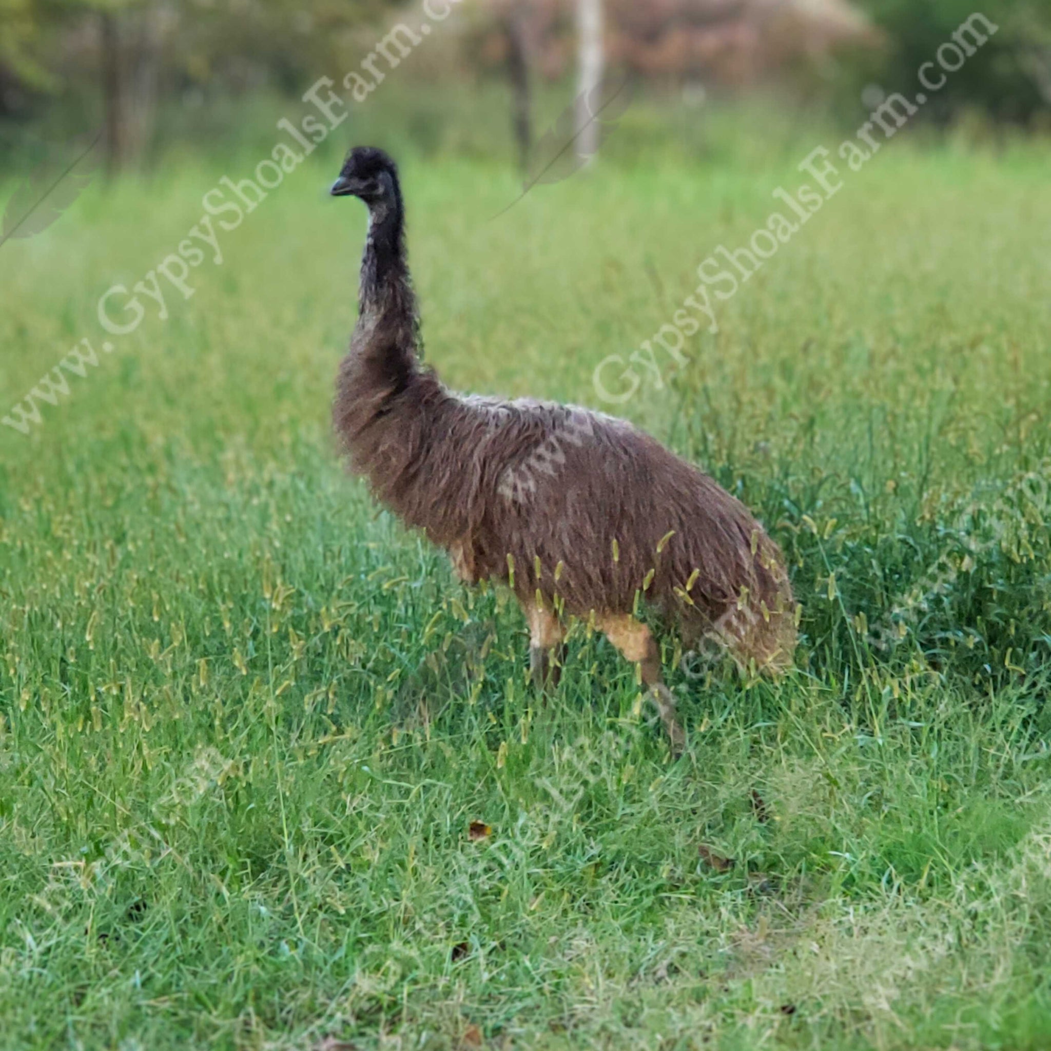 Emu For Sale Near Me – Buy Emus Locally Emu For Sale Near Me – Buy Emus Locally