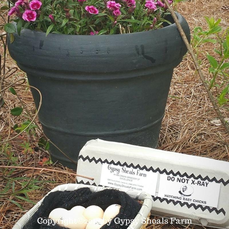 Ayam Cemani Hatching Eggs For Sale breeder hatchery gypsy shoals farm