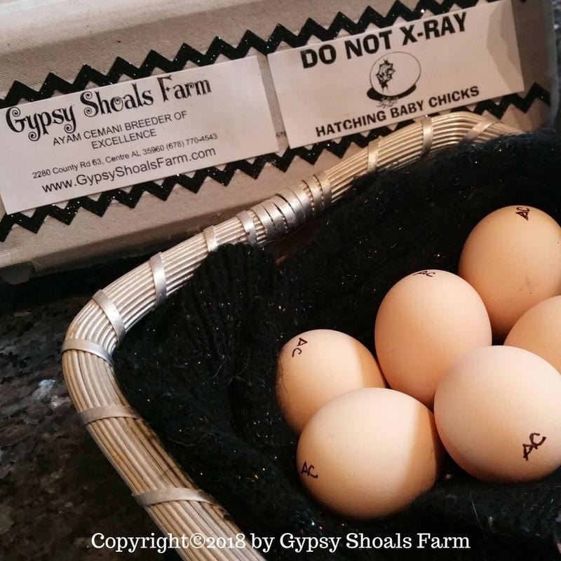 Ayam Cemani Hatching Eggs For Sale breeder hatchery gypsy shoals farm basket