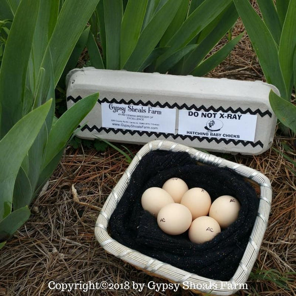 Ayam Cemani Hatching Eggs breeder hatchery baby chicks for sale gypsy shoals farm