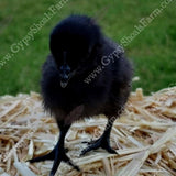 alabama ayam cemani breeder baby chicks for sale gypsy shoals farm copyright 2019