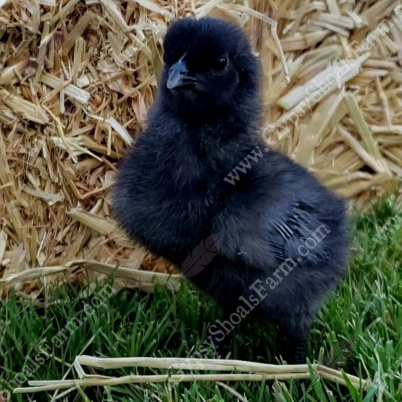 alabama ayam cemani hatchery baby chicks for sale gypsy shoals farm copyright 2019