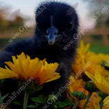 ayam cemani chicks for sale gypsy shoals farm alabama cemani breeder copyright 2019