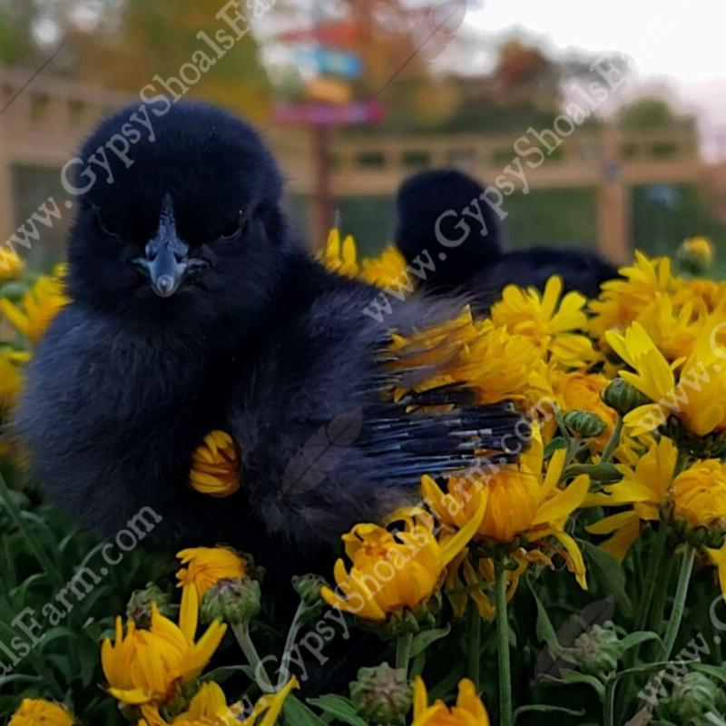 ayam cemani day old chicks for sale gypsy shoals farm alabama cemani breeder copyright 2019