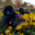 ayam cemani day old chicks for sale gypsy shoals farm alabama cemani breeder copyright 2019