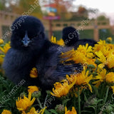 ayam cemani day old chicks for sale gypsy shoals farm alabama cemani breeder copyright 2019
