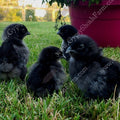 ayam cemani day old chicks for sale gypsy shoals farm alabama cemani breeder show quality copyright 2019
