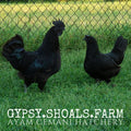 ayam cemani show quality breeding pairs trios for sale