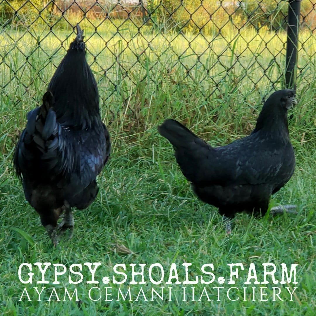 ayam cemani show quality breeding pairs free shipping