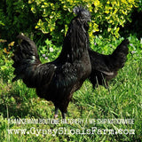 Ayam Cemani Mature Roosters