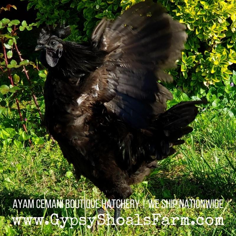 Ayam Cemani Mature Roosters