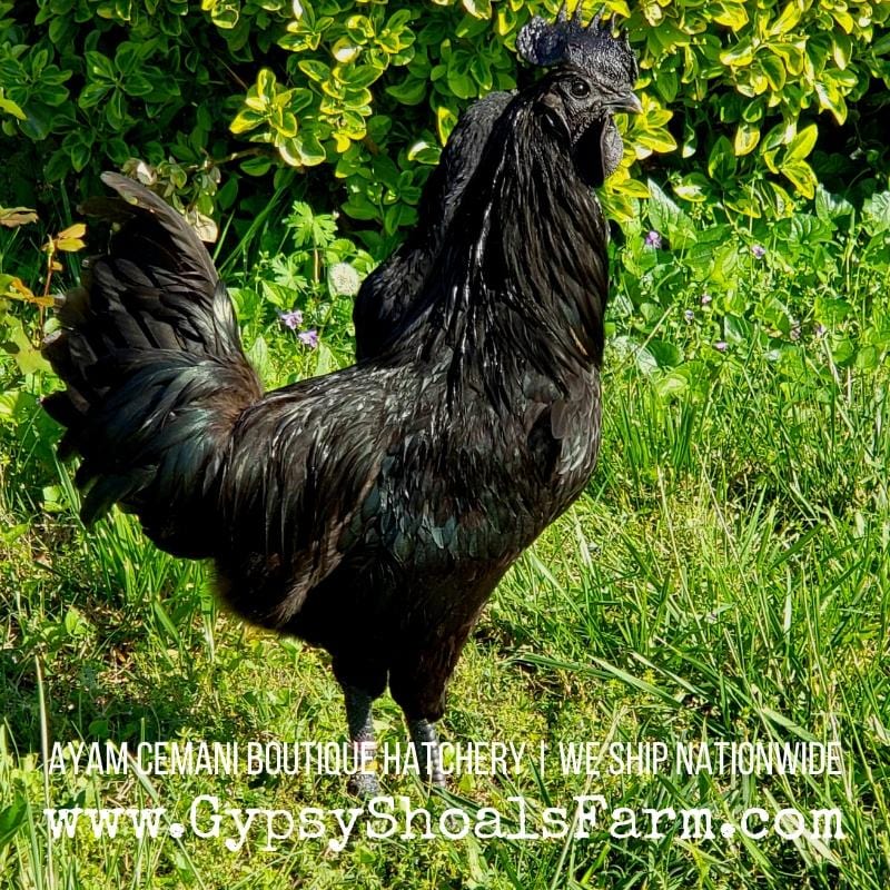 ayam cemanis for sale show quality gypsy shoals farm