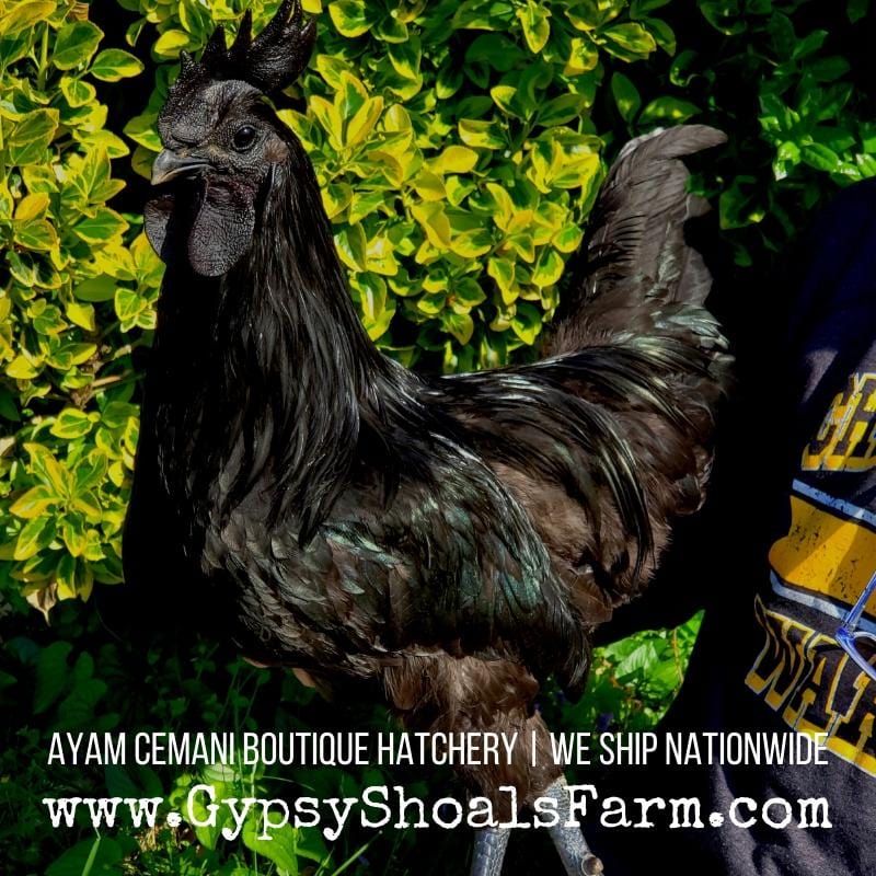 Ayam Cemani Mature Roosters