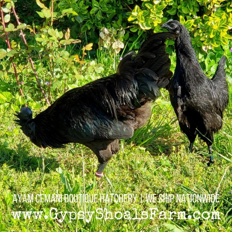 ayam cemani show quality breeding pairs trios