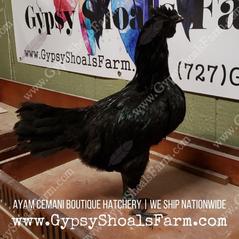 Ayam Cemani Mature Roosters