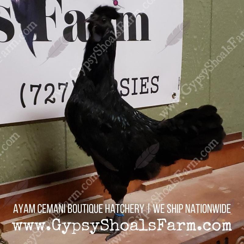 Ayam Cemani Mature Roosters