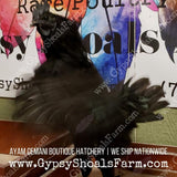 Ayam Cemani Mature Roosters