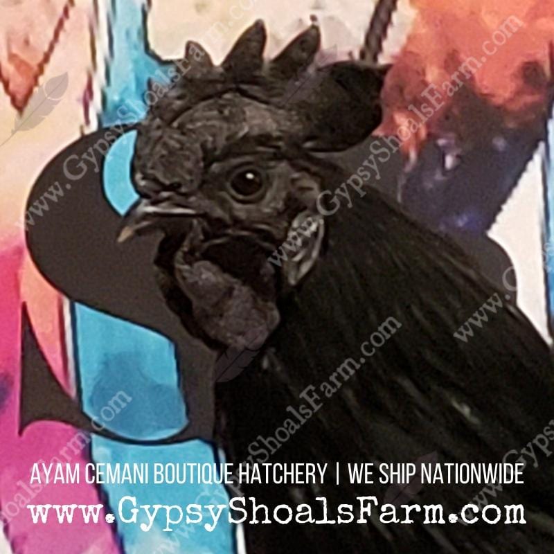 Ayam Cemani Mature Roosters