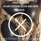gypsy shoals farm ayam cemani breeders usa ayam cemani eggs are not black
