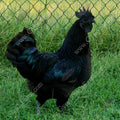 gypsy shoals farm ayam cemani chickens for sale alabama hatchery breeder copyright 2019