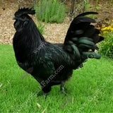gypsy shoals farm ayam cemani hatchery show quality roosters for sale alabama breeder copyright 2019