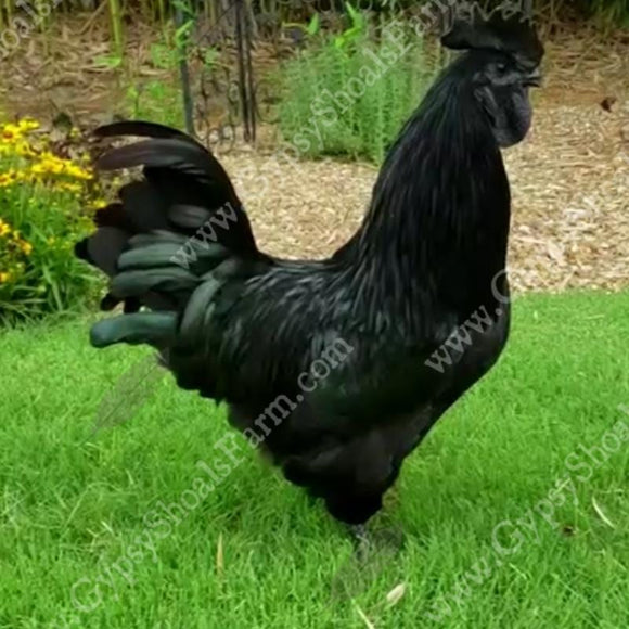Ayam Cemani, A Witch's Pet Chicken?, by Alma J.
