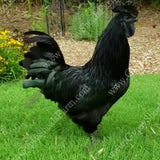 gypsy shoals farm ayam cemanis roosters alabama breeder copyright 2019