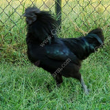 gypsy shoals farm ayam cemanis roosters cockerals alabama hatchery breeder copyright 2019