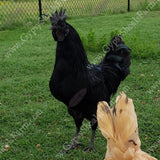 gypsy shoals farm ayam cemanis roosters show quality alabama hatchery breeder copyright 2019