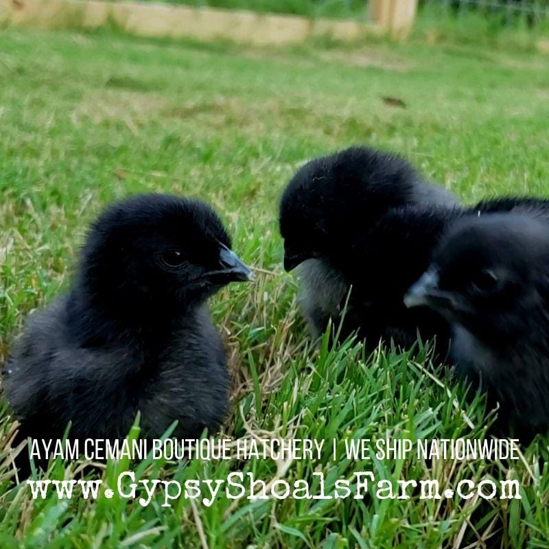 ayam cemani chicks for sale gypsy shoals farm alabama
