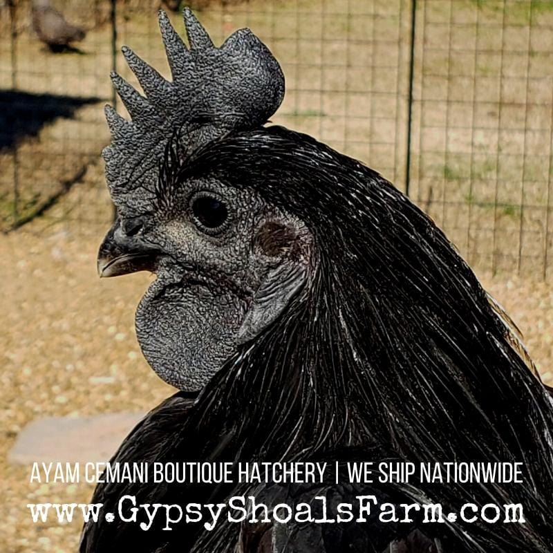 Ayam Cemani Mature Roosters
