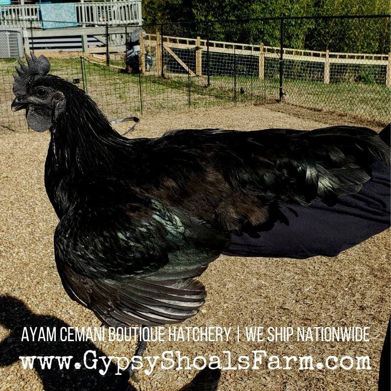 Ayam Cemani Mature Roosters