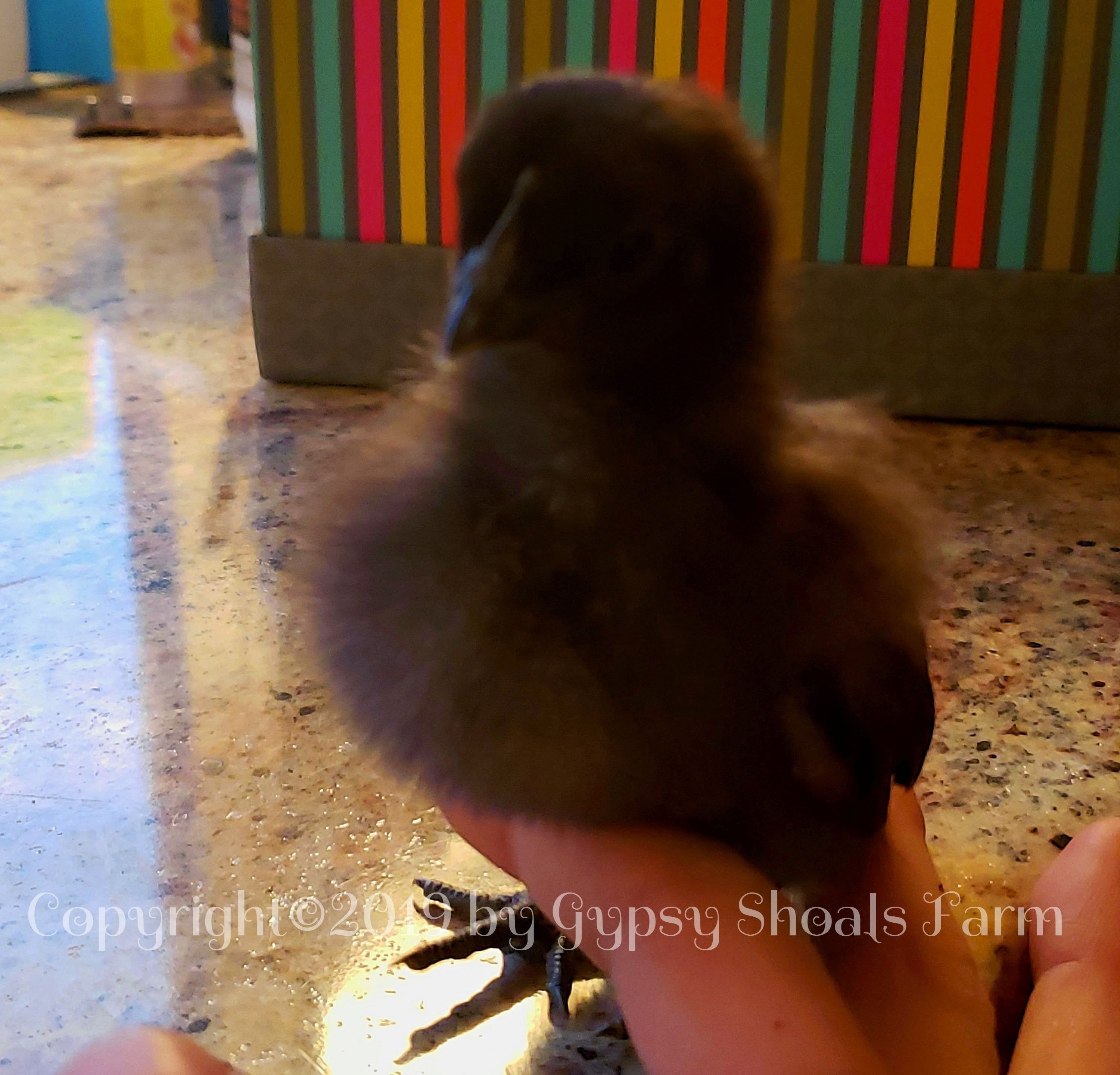 us ayam cemani breeder chicks for sale exotic poultry gypsy shoals farm copyright 2019